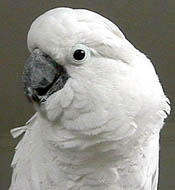 Cockatoo