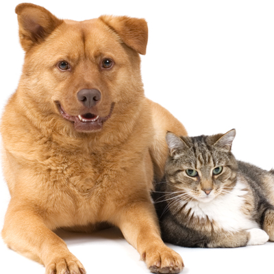 About Lakeside Veterinary Center in Laurel, MD