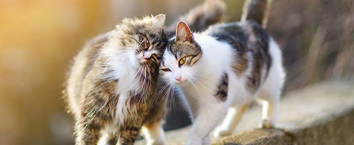 Pet Vaccinations in Laurel