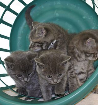 kittens in a basket