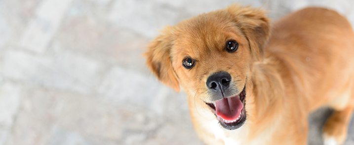 dog imaging in laurel, md