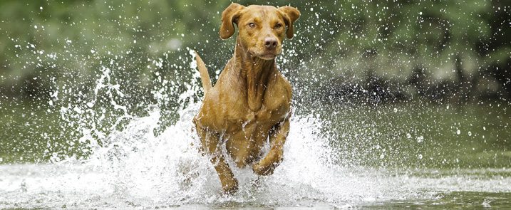 dog laser therapy in laurel, md