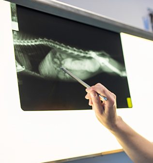 vet pointing at dog x-ray