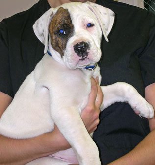 vet holding a puppy