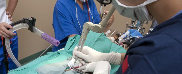 dog surgeries in laurel, md