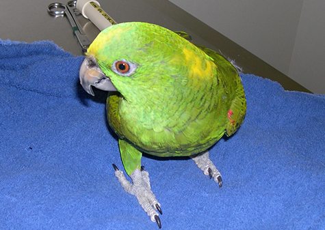 green bird