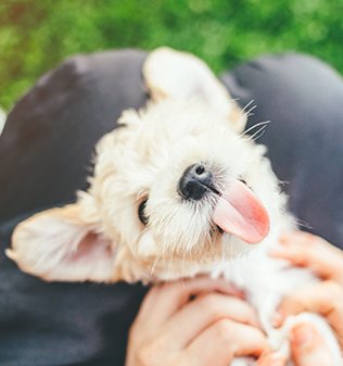 puppy lying in a person's lap