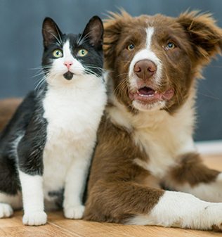 dog and cat sitting together