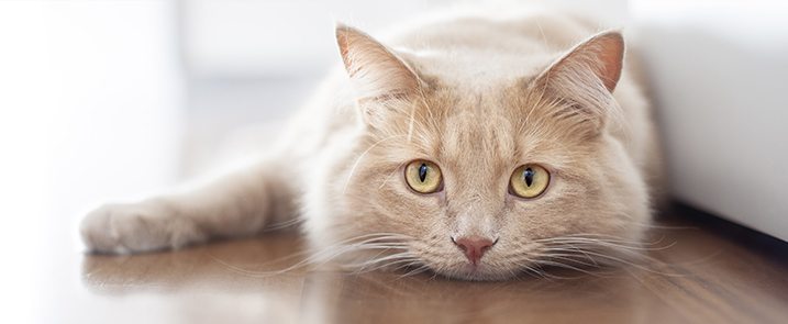 spay and neuter in laurel, md