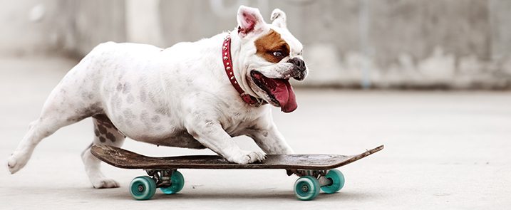 skateboarding dog