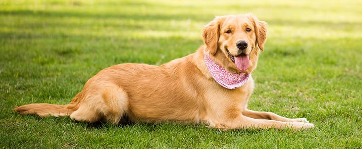 emergency vet in laurel, md