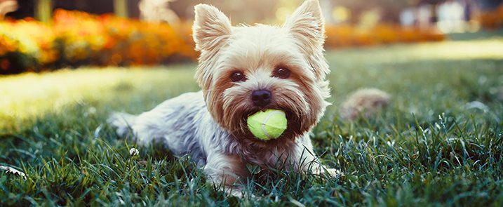 Lakeside Veterinary Care, LLC in Laurel